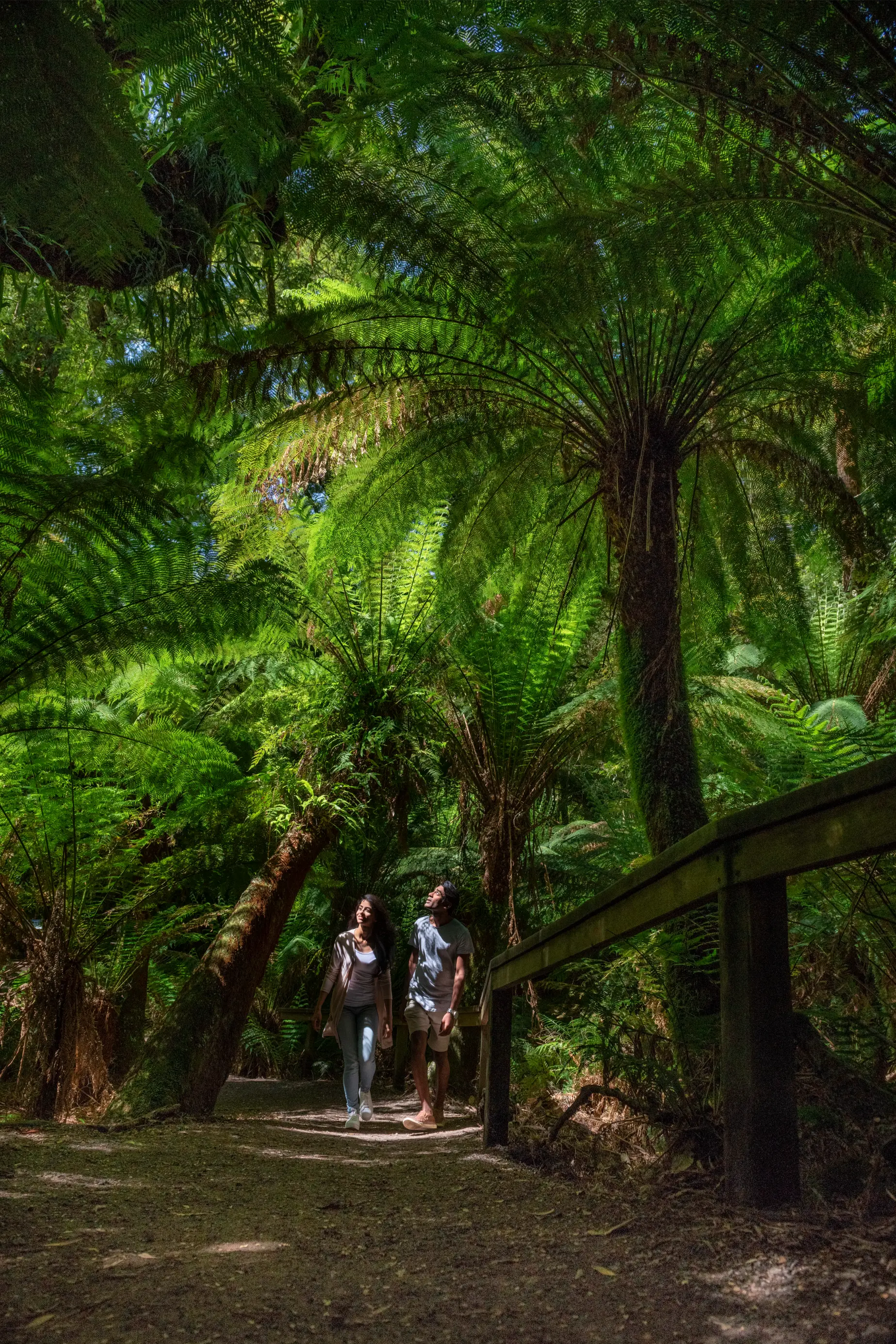 Otways rainforest walk
